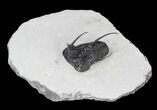 Devil Horned Cyphaspis Walteri Trilobite - #39773-1
